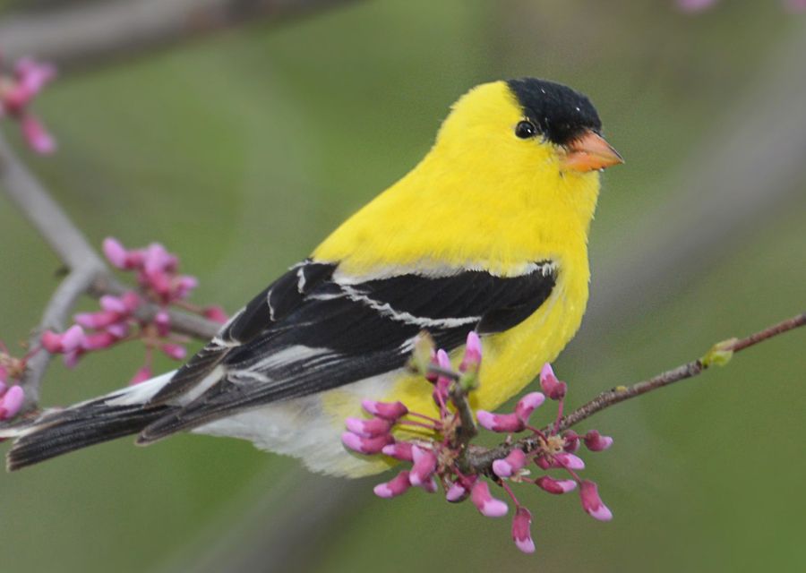 American Goldfinch