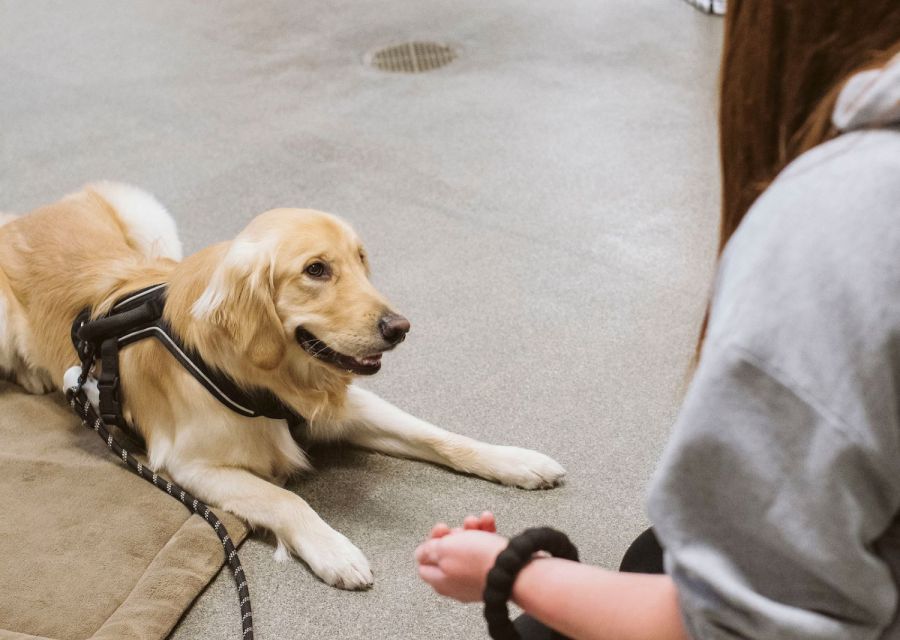 Dog Behavior