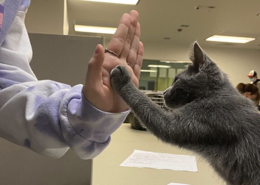 Kittens on campus 