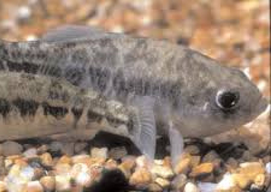 Leon Springs Pupfish 