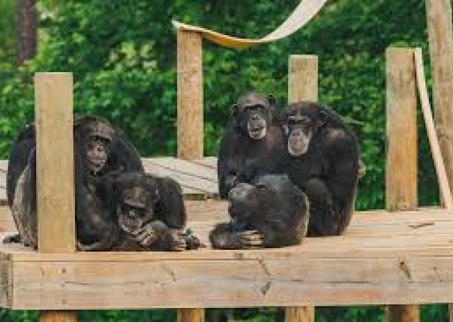 Chimpanzee