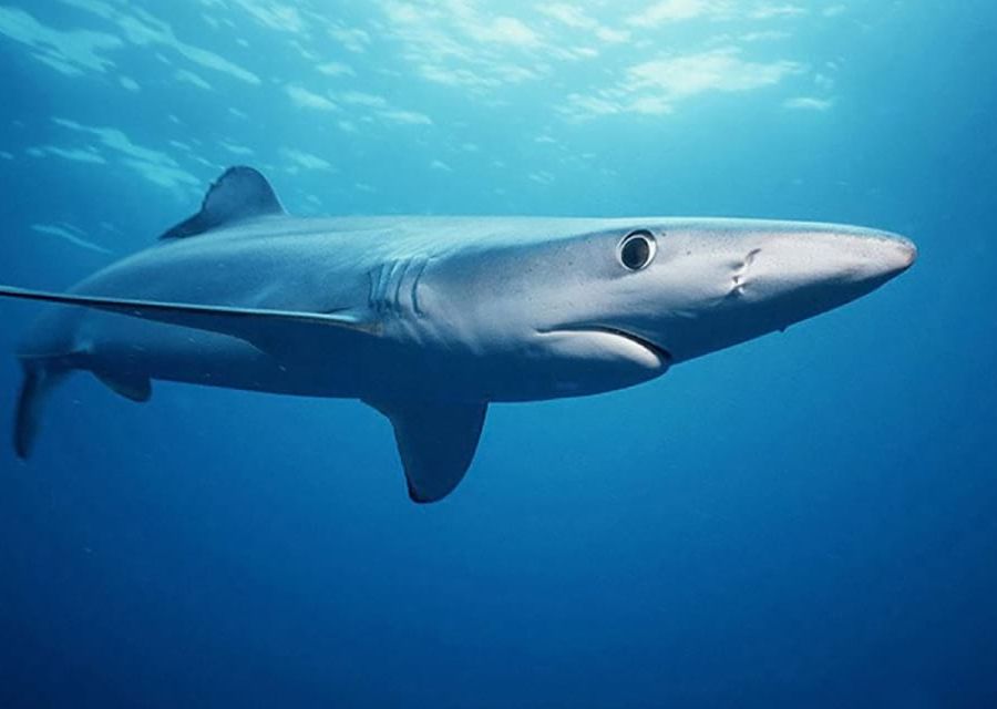 Shark attack