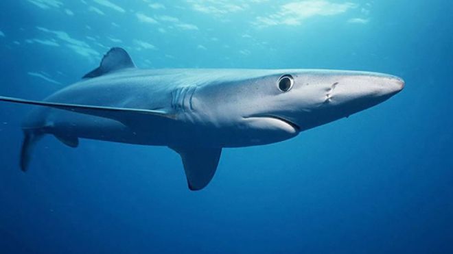 Shark attack