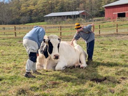 students at a farm sanctuary posing with a cow on grass with fence background