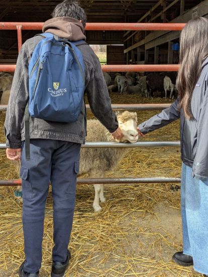 Students feeding goats at an animal sanctuary